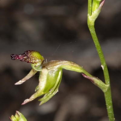 Caleana minor (Small Duck Orchid) at Mount Jerrabomberra QP - 2 Nov 2020 by DerekC
