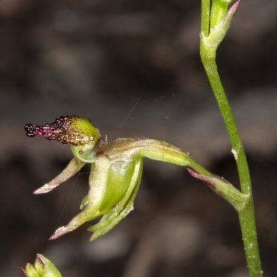 Caleana minor (Small Duck Orchid) at Jerrabomberra, NSW - 3 Nov 2020 by DerekC