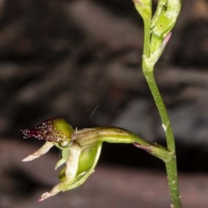 Caleana minor at Jerrabomberra, NSW - 3 Nov 2020