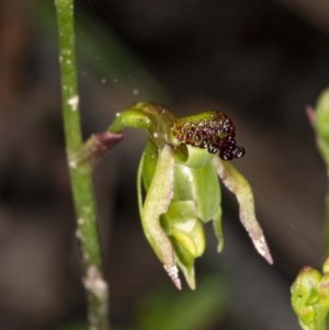 Caleana minor at Jerrabomberra, NSW - 3 Nov 2020