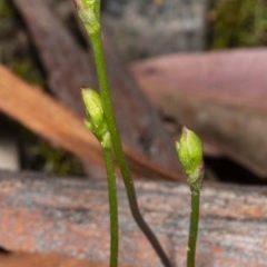 Caleana minor (Small Duck Orchid) at Mount Jerrabomberra - 2 Nov 2020 by DerekC