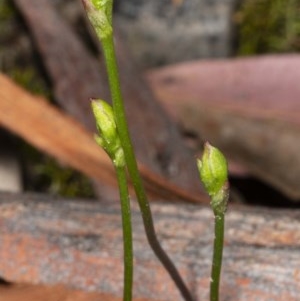 Caleana minor at Jerrabomberra, NSW - suppressed