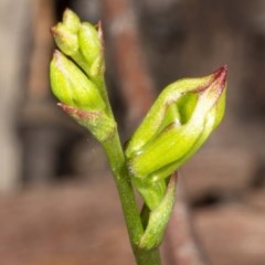 Caleana minor (Small Duck Orchid) at Jerrabomberra, NSW - 3 Nov 2020 by DerekC