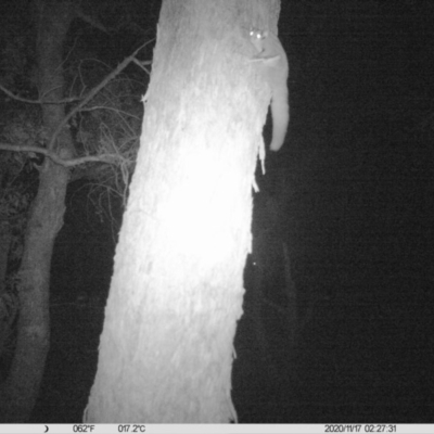 Petaurus norfolcensis (Squirrel Glider) at Thurgoona, NSW - 16 Nov 2020 by ChrisAllen