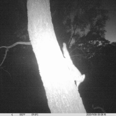 Petaurus norfolcensis (Squirrel Glider) at Albury - 9 Nov 2020 by ChrisAllen