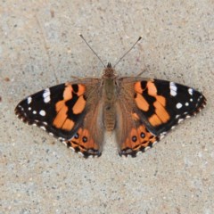 Vanessa kershawi (Australian Painted Lady) at Throsby, ACT - 6 Dec 2020 by davobj