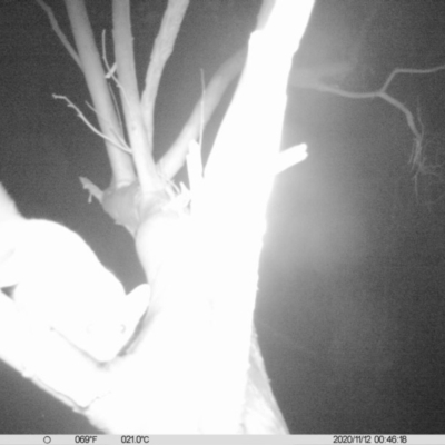 Petaurus norfolcensis (Squirrel Glider) at Monitoring Site 013 - Road - 11 Nov 2020 by ChrisAllen