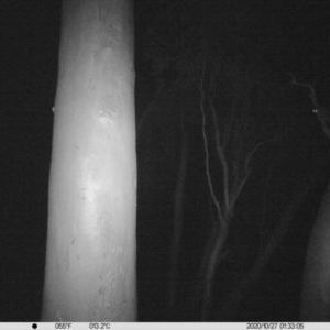 Petaurus norfolcensis at Thurgoona, NSW - 27 Oct 2020