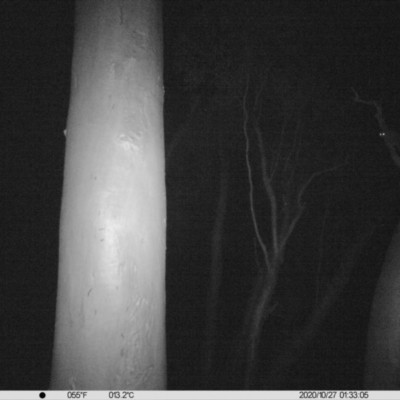 Petaurus norfolcensis (Squirrel Glider) at Monitoring Site 015 - Riparian - 27 Oct 2020 by ChrisAllen