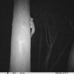Petaurus norfolcensis at Thurgoona, NSW - 27 Oct 2020 10:37 PM
