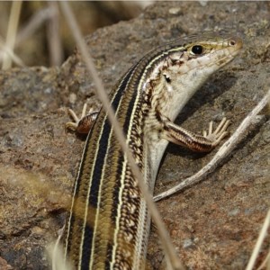 Ctenotus robustus at Coree, ACT - 3 Dec 2020