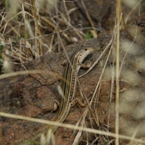 Ctenotus robustus at Coree, ACT - 3 Dec 2020