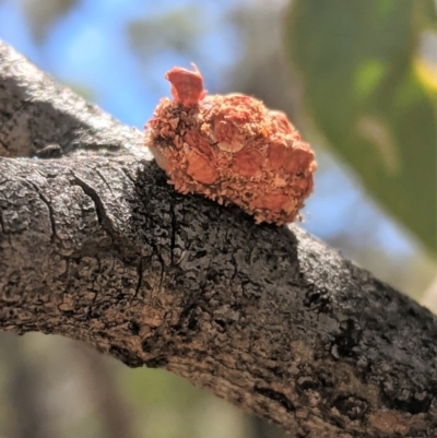 Mataeomera (genus) (A Scale Moth, Acontiinae) at Hughes, ACT - 6 Dec 2020 by JackyF