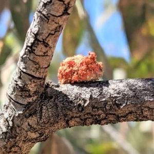 Mataeomera (genus) at Hughes, ACT - 6 Dec 2020