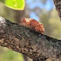 Mataeomera (genus) at Hughes, ACT - 6 Dec 2020