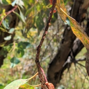 Mataeomera (genus) at Hughes, ACT - 6 Dec 2020