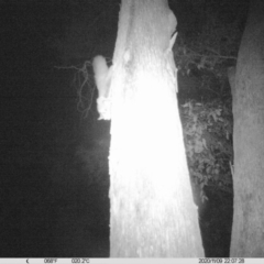 Petaurus norfolcensis at Albury - 9 Nov 2020 10:10 PM