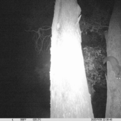 Petaurus norfolcensis at Albury - 9 Nov 2020 10:10 PM