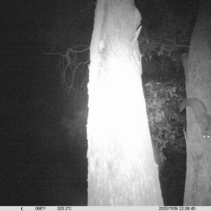 Petaurus norfolcensis at Albury - 9 Nov 2020 10:10 PM