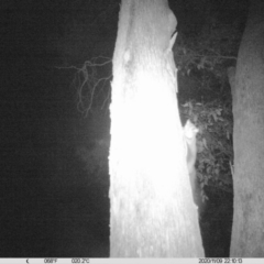 Petaurus norfolcensis at Albury - 9 Nov 2020 10:10 PM