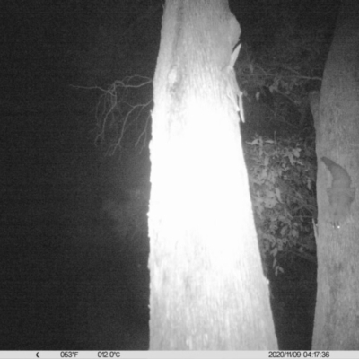 Petaurus norfolcensis (Squirrel Glider) at Corry's Wood - 8 Nov 2020 by ChrisAllen