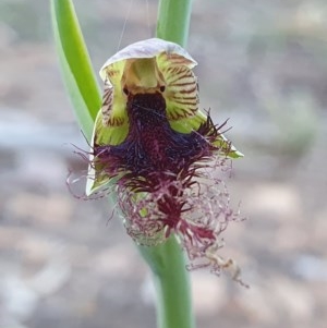 Calochilus therophilus at Downer, ACT - suppressed