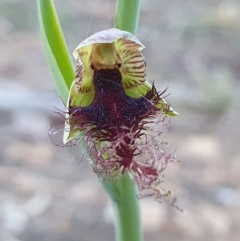 Calochilus therophilus (Late Beard Orchid) at Downer, ACT - 6 Dec 2020 by shoko