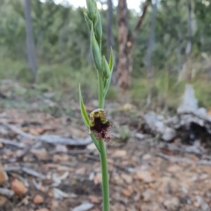 Calochilus therophilus at Downer, ACT - suppressed