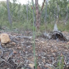 Calochilus therophilus at Downer, ACT - suppressed