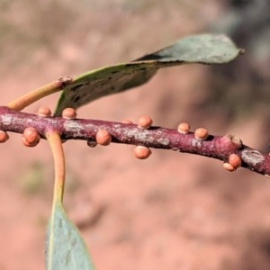 Eriococcus coriaceus at Hughes, ACT - 6 Dec 2020