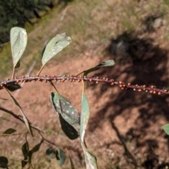 Eriococcus coriaceus at Hughes, ACT - 6 Dec 2020