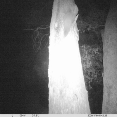 Petaurus norfolcensis (Squirrel Glider) at Corry's Wood - 9 Nov 2020 by ChrisAllen