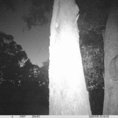 Petaurus norfolcensis (Squirrel Glider) at Corry's Wood - 10 Nov 2020 by ChrisAllen