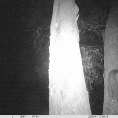 Petaurus norfolcensis (Squirrel Glider) at Monitoring Site 023 - Remnant - 11 Nov 2020 by ChrisAllen