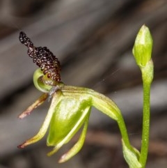 Caleana minor (Small Duck Orchid) at Jerrabomberra, NSW - 25 Nov 2020 by DerekC