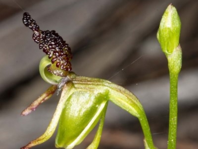 Caleana minor (Small Duck Orchid) at Jerrabomberra, NSW - 25 Nov 2020 by DerekC