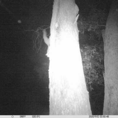 Petaurus norfolcensis (Squirrel Glider) at Monitoring Site 023 - Remnant - 11 Nov 2020 by ChrisAllen