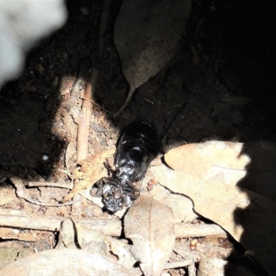 Passalidae (family) (Passalid or Bess Beetle) at Federal Golf Course - 6 Dec 2020 by JackyF