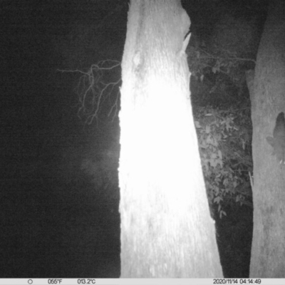 Petaurus norfolcensis (Squirrel Glider) at Monitoring Site 023 - Remnant - 13 Nov 2020 by ChrisAllen