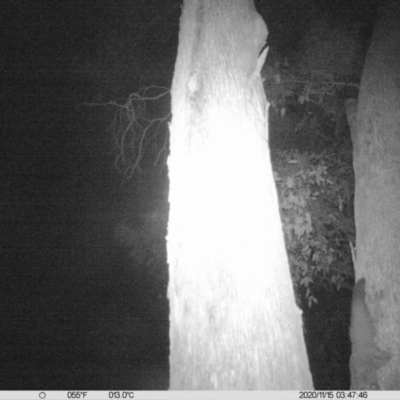 Petaurus norfolcensis (Squirrel Glider) at Monitoring Site 023 - Remnant - 14 Nov 2020 by ChrisAllen