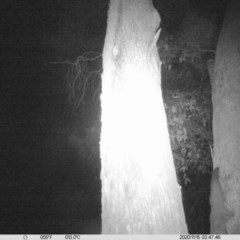 Petaurus norfolcensis (Squirrel Glider) at Monitoring Site 023 - Remnant - 14 Nov 2020 by ChrisAllen