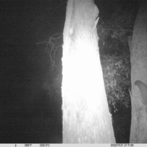 Petaurus norfolcensis at Albury - 21 Nov 2020 09:11 PM