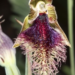 Calochilus platychilus (Purple Beard Orchid) at Mount Clear, ACT - 27 Nov 2020 by DerekC