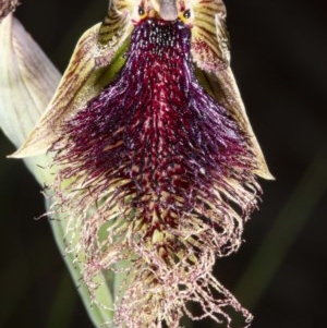 Calochilus platychilus at Mount Clear, ACT - 27 Nov 2020