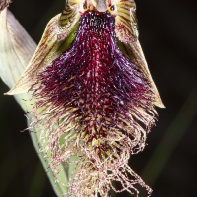 Calochilus platychilus (Purple Beard Orchid) at Mount Clear, ACT - 27 Nov 2020 by DerekC