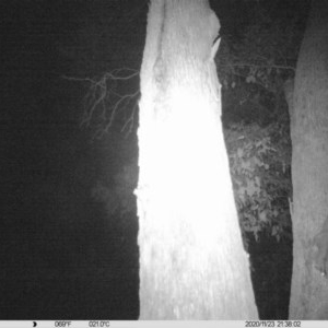 Petaurus norfolcensis at Albury - 23 Nov 2020 09:38 PM