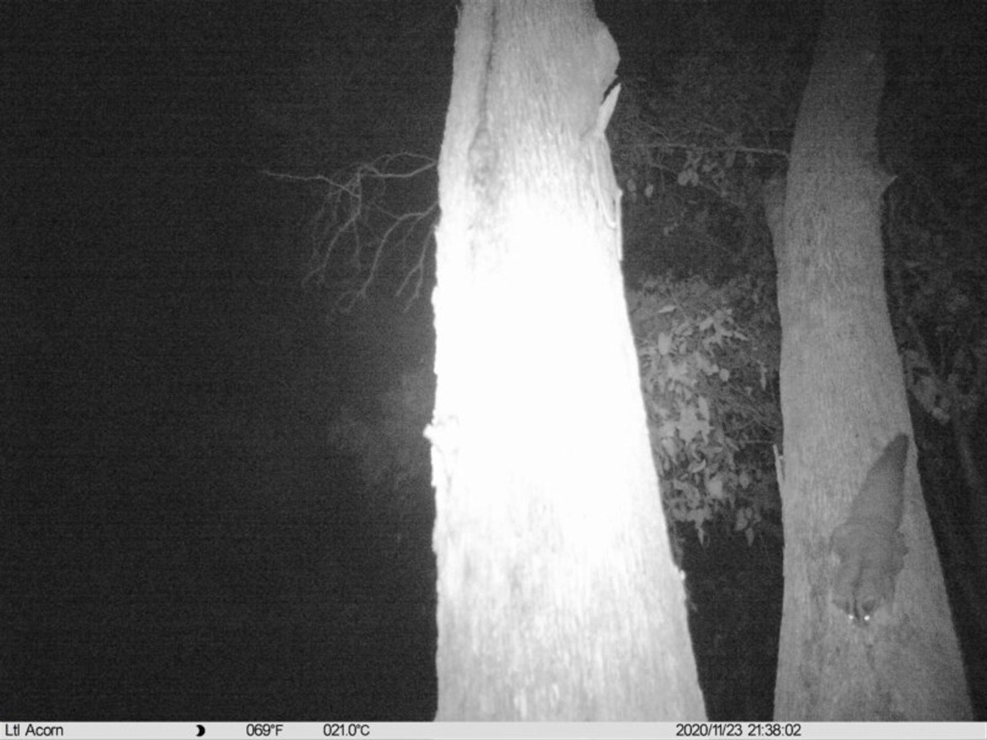 Petaurus norfolcensis at Undefined Area - 23 Nov 2020 09:38 PM