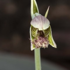 Calochilus platychilus (Purple Beard Orchid) at Namadgi National Park - 27 Nov 2020 by DerekC