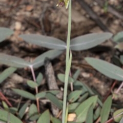 Calochilus platychilus at Mount Clear, ACT - 27 Nov 2020