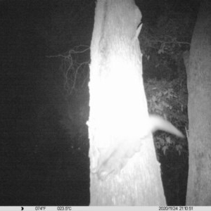 Petaurus norfolcensis at Undefined Area - 24 Nov 2020 09:10 PM